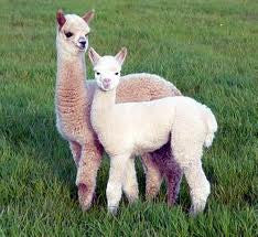 Peruvian Link  Baby Alpaca "Hoodie Alpaca Sweater" , Ladies.